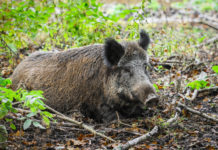 Controllo faunistico, la giunta del Veneto punta a far cambiare la legge quadro controllo faunistico_ cinghiale nella foresta