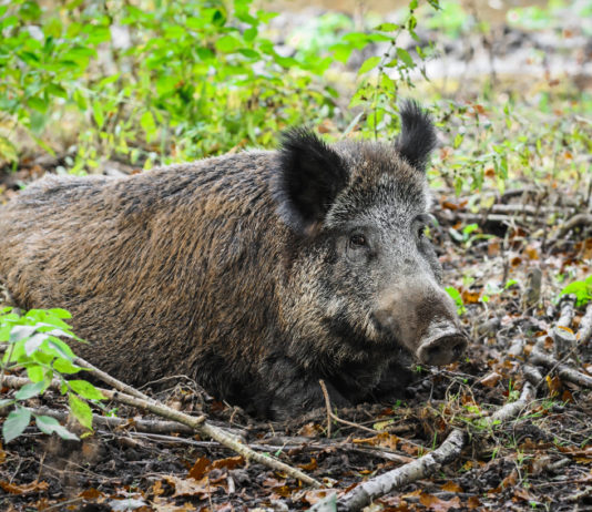 Controllo faunistico, la giunta del Veneto punta a far cambiare la legge quadro controllo faunistico_ cinghiale nella foresta