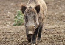 Diffusi i dati sui cinghiali abbattuti in Lombardia nel 2019 cinghiali abbattuti in Lombardia