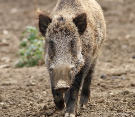 Diffusi i dati sui cinghiali abbattuti in Lombardia nel 2019 cinghiali abbattuti in Lombardia