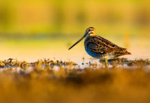 Esplorare la natura: l’iniziativa di Ispra per il prossimo fine settimana esplorare la natura: beccaccia vicino a una pozza