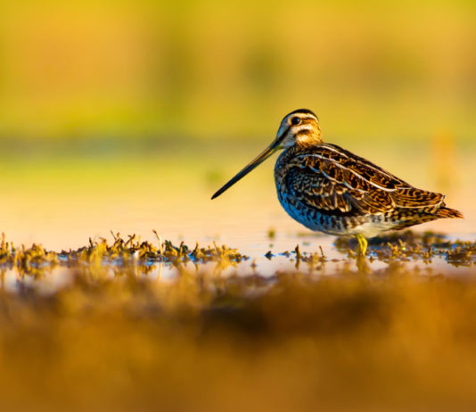 Esplorare la natura: l’iniziativa di Ispra per il prossimo fine settimana esplorare la natura: beccaccia vicino a una pozza