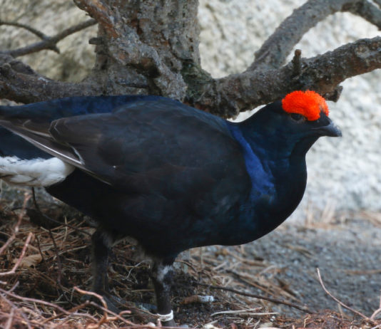 Fauna alpina e ungulati: data e argomenti del convegno Uncza fauna alpina: gallo forcello, o fagiano di monte (Tetrao tetrix)