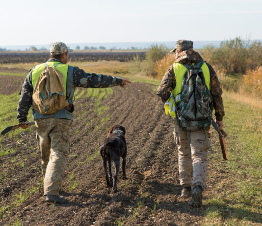 Gestione della fauna selvatica, iniziativa Arcicaccia-Cia Agricoltori gestione della fauna selvatica: due cacciatori in alta visibilità di spalle vicino a campo coltivato, cane in mezzo a loro