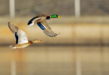 Giornate integrative per la caccia alla migratoria: ecco la decisione della Lombardia giornate integrative per la caccia alla migratoria in Lombardia: un germano maschio e un germano femmina in volo sopra uno specchio d'acqua