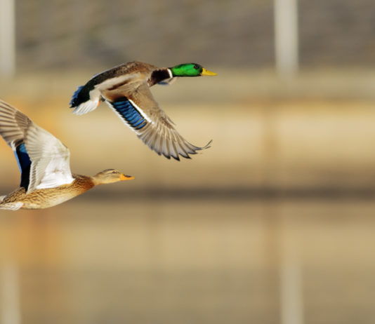 Giornate integrative per la caccia alla migratoria: ecco la decisione della Lombardia giornate integrative per la caccia alla migratoria in Lombardia: un germano maschio e un germano femmina in volo sopra uno specchio d'acqua
