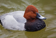 Il Tar salva il calendario venatorio della Puglia calendario venatorio della Puglia: moriglione in acqua