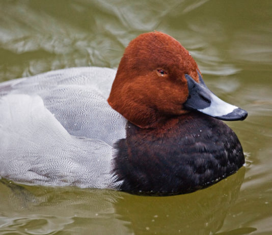 Il Tar salva il calendario venatorio della Puglia calendario venatorio della Puglia: moriglione in acqua