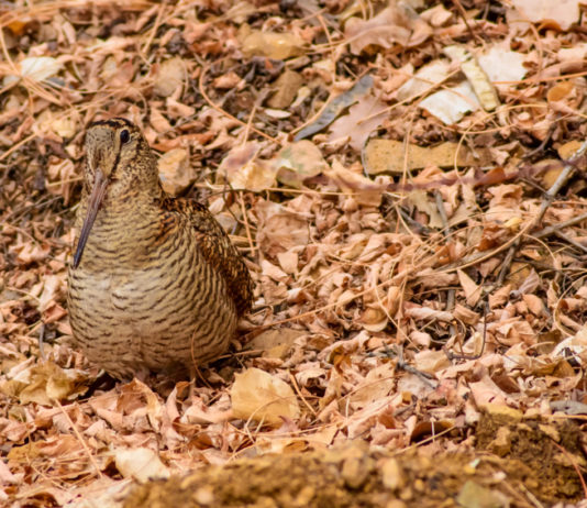 Il calendario venatorio della Toscana davanti al Tar calendario venatorio della Toscana: beccaccia si mimetizza tra le foglie nel bosco