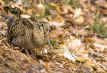 Migrazione della beccaccia: online studio basato su telemetria satellitare Migrazione della beccaccia