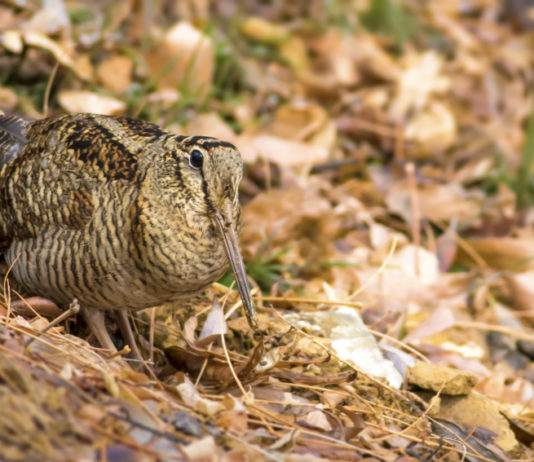 Migrazione della beccaccia: online studio basato su telemetria satellitare Migrazione della beccaccia