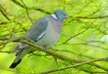 Preapertura della caccia nelle Marche, nuova sospensione preapertura della caccia nelel Marche: colombaccio su ramo di un albero