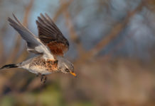 Richiami vivi, il Tar sospende le catture in Lombardia cattura richiami vivi in Lombardia: cesena in volo