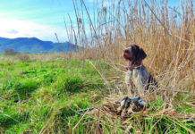 Sentieri di Caccia ottobre 2019 in edicola dal 28 settembre sentieri di caccia ottobre 2019