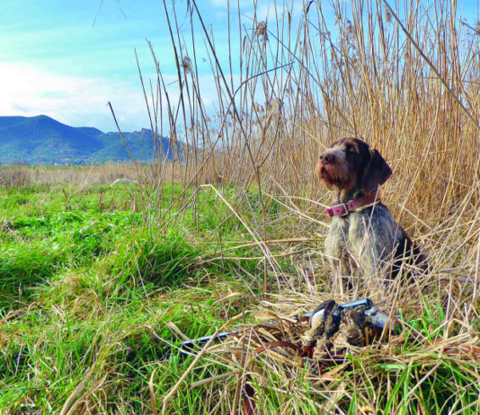 Sentieri di Caccia ottobre 2019 in edicola dal 28 settembre sentieri di caccia ottobre 2019