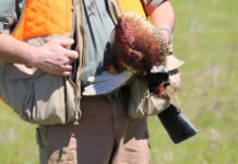 Annotazione degli abbattimenti sul tesserino venatorio: l’ordinanza del Tar Piemonte annotazione degli abbattimenti sul tesserino venatorio: cacciatore con fagiano