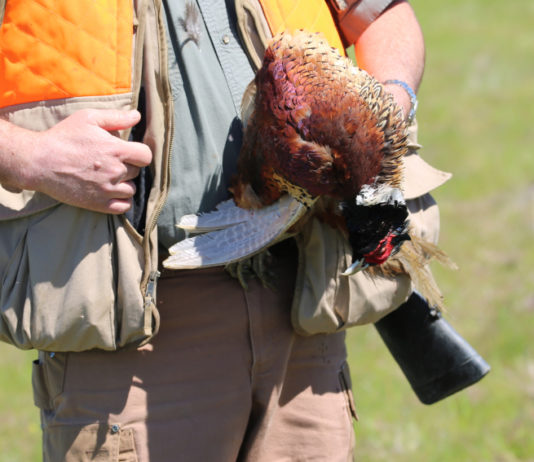 Annotazione degli abbattimenti sul tesserino venatorio: l’ordinanza del Tar Piemonte annotazione degli abbattimenti sul tesserino venatorio: cacciatore con fagiano