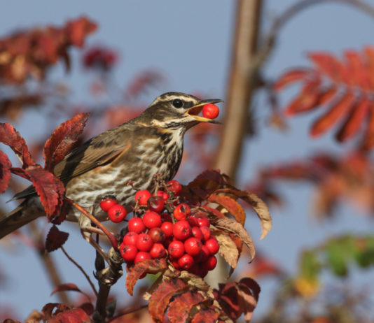 Caccia da appostamento in Lombardia: la sentenza del Tar sulle giornate aggiuntive Caccia da appostamento in Lombardia la sentenza del Tar sulle giornate aggiuntive