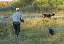 Caccia in Abruzzo: ecco l’atto della giunta sul calendario venatorio caccia in Abruzzo: cacciatore di spalle con due cani