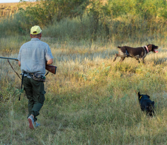 Caccia in Abruzzo: ecco l’atto della giunta sul calendario venatorio caccia in Abruzzo: cacciatore di spalle con due cani