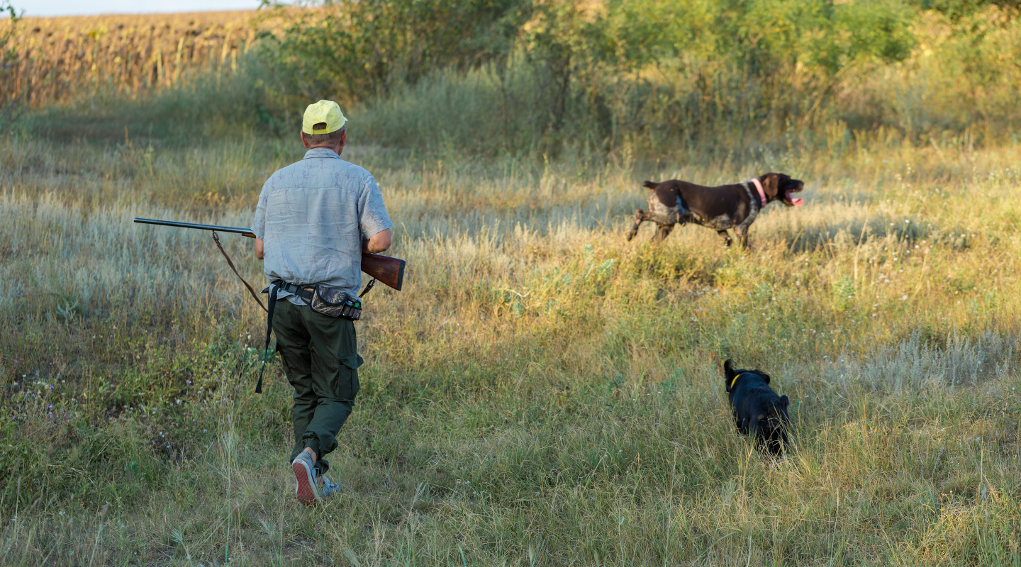 caccia in Abruzzo: cacciatore di spalle con due cani