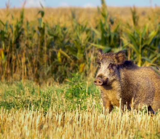 Caccia in braccata nelle zone non vocate: CCT diffonde decisione Toscana caccia in braccata nelle zone non vocate, cinghiale accanto a campo di grano