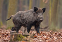 Cacciatori e controllo faunistico, in Friuli un passo avanti sulla proposta di legge nazionale Cacciatori e controllo faunistico: cinghiale tra le foglie