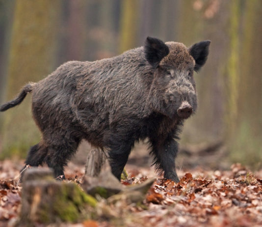 Cacciatori e controllo faunistico, in Friuli un passo avanti sulla proposta di legge nazionale Cacciatori e controllo faunistico: cinghiale tra le foglie