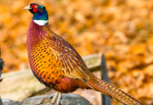 Calendario venatorio della Puglia: nuova ordinanza del Consiglio di Stato Calendario venatorio della Puglia: fagiano in paesaggi autunnale