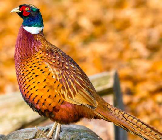 Calendario venatorio della Puglia: nuova ordinanza del Consiglio di Stato Calendario venatorio della Puglia: fagiano in paesaggi autunnale