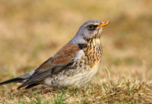 Cattura dei richiami vivi: cabina di regia scrive a governo cattura dei richiami vivi: cesena