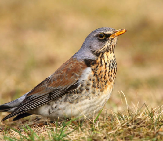Cattura dei richiami vivi: cabina di regia scrive a governo cattura dei richiami vivi: cesena