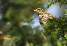Cattura di uccelli da richiamo, governo diffida Lombardia cattura di uccelli da richiamo: tordo sassello tra le foglie di un albero