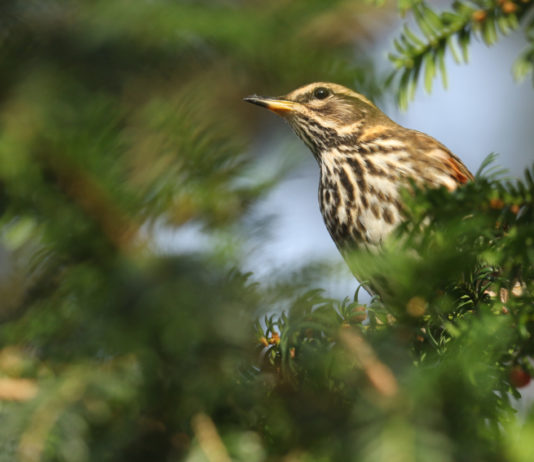Cattura di uccelli da richiamo, governo diffida Lombardia cattura di uccelli da richiamo: tordo sassello tra le foglie di un albero