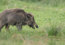 Cinghiali in Toscana: ecco i contingenti da abbattere cinghiali in Toscana