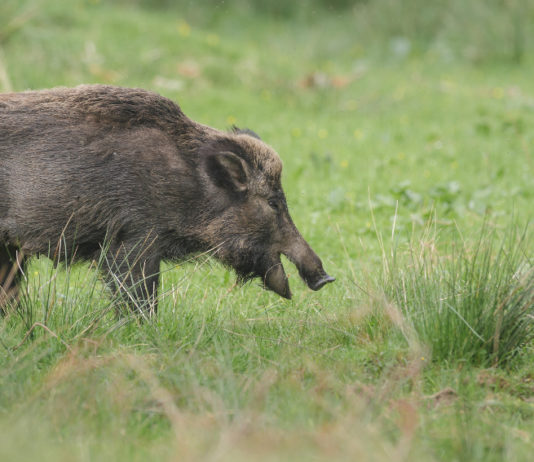 Cinghiali in Toscana: ecco i contingenti da abbattere cinghiali in Toscana