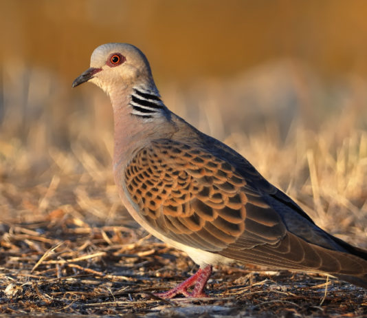 Conservazione della tortora: Federcaccia rilancia iniziativa spagnola conservazione della tortora
