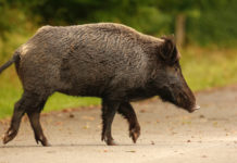 Contenimento del cinghiale: il Tar sui coadiutori contenimento del cinghiale: cinghiale attraversa la strada