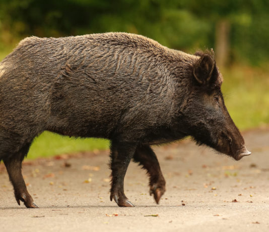 Contenimento del cinghiale: il Tar sui coadiutori contenimento del cinghiale: cinghiale attraversa la strada