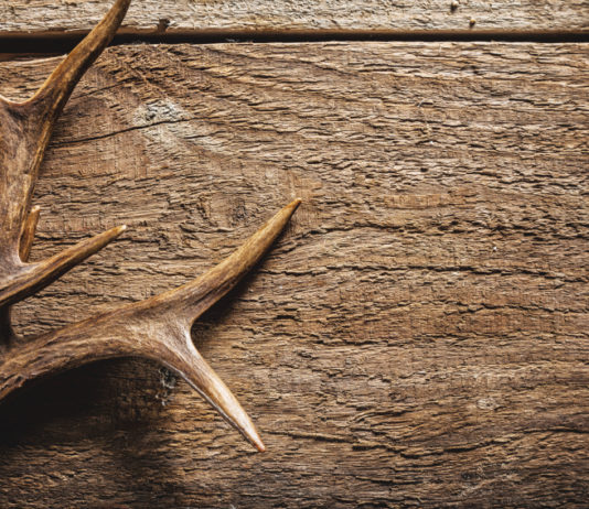 Corso per rilevatore biometrico a Magenta: ecco le date corso per rilevatore biometrico: stanghe di un trofeo di capriolo su fondo in legno