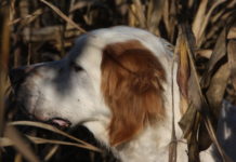 Diritti degli animali in Costituzione, la discussione prende il via Diritti degli animali in costituzione: primo piano di setter bianco-arancio