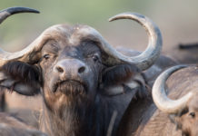 Divieto di importazione dei trofei nel Regno Unito, il Cic si muove dopo il discorso della regina divieto di importazione dei trofei nel Regno Unito: bufalo del Capo