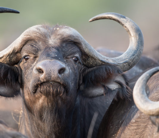 Divieto di importazione dei trofei nel Regno Unito, il Cic si muove dopo il discorso della regina divieto di importazione dei trofei nel Regno Unito: bufalo del Capo