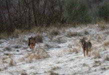 Gestione del lupo: si esprime la Corte di giustizia dell’Unione europea gestione del lupo: due lupi sull'Appennino
