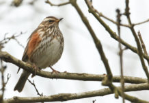 Giornate integrative per la caccia da appostamento in Lombardia: interviene la Regione Giornate integrative per la caccia da appostamento in Lombardia interviene la Regione: tordo bottaccio su un ramo d'inverno
