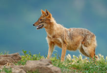 Il 67° convegno Agjso è dedicato allo sciacallo dorato sciacallo dorato in Romania