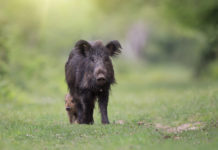 Controllo faunistico, Pd propone soluzione nazionale controllo faunistico: cinghiale con piccolo dietro