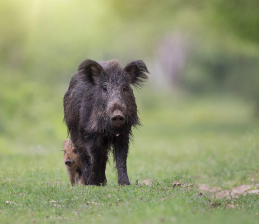 Controllo faunistico, Pd propone soluzione nazionale controllo faunistico: cinghiale con piccolo dietro