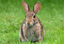Il Tar della Sardegna sospende la caccia al coniglio selvatico caccia al coniglio selvatico