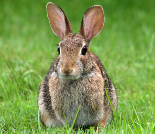 Il Tar della Sardegna sospende la caccia al coniglio selvatico caccia al coniglio selvatico